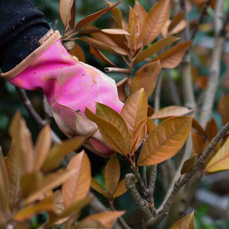7 Steps to Revive Brown Leaves on Bay Tree - Beeutiful Bloom